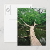 Het gevallen Briefkaart van de Boom (Voorkant / Achterkant)