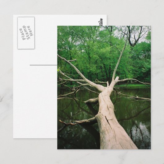 Het gevallen Briefkaart van de Boom (Voorkant / Achterkant)