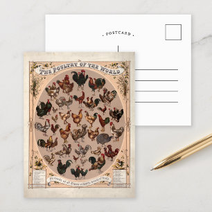 Het gevogelte van de wereld  kippenrassen briefkaart