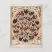 Het gevogelte van de wereld  kippenrassen briefkaart (Voorkant)