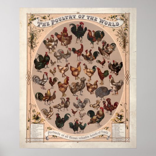 Het gevogelte van de wereld  kippenrassen poster (Voorkant)