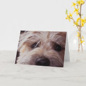 Het gezichts dichte omhooggaande kaart van het (Gele Bloem)