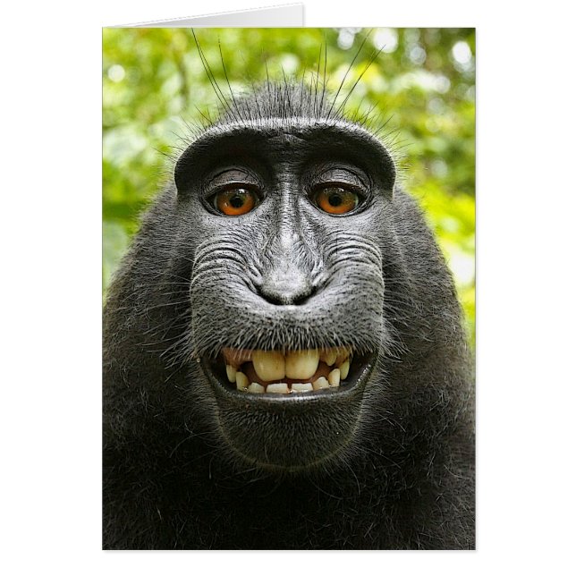 Het glimlachen Crested Celebes Macaque (Voorkant)