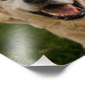 Het glimlachen Golden Retriever Portret Foto Afdruk (Hoek)