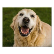 Het glimlachen Golden Retriever Portret