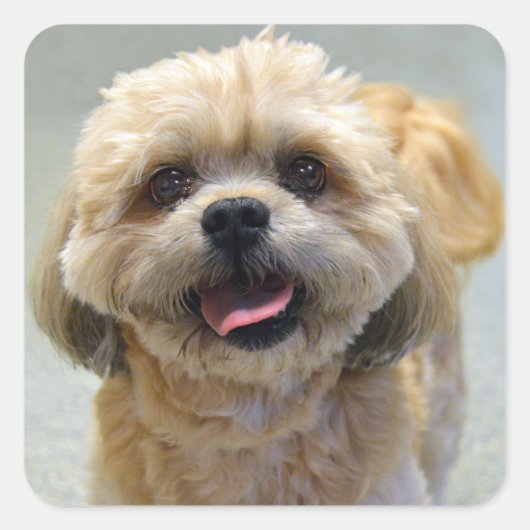 Het glimlachen Shih Tzu Dog Vierkante Sticker (Voorkant)