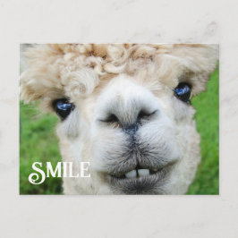 Het glimlachen van Alpaca Llama Funny Boerderij An Briefkaart