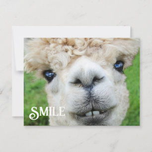 Het glimlachen van Alpaca Llama Funny Boerderij An Briefkaart