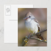 Het glimlachen van ash-Throated Flycatcher Songbir Briefkaart (Voorkant / Achterkant)