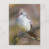 Het glimlachen van ash-Throated Flycatcher Songbir Briefkaart (Voorkant)