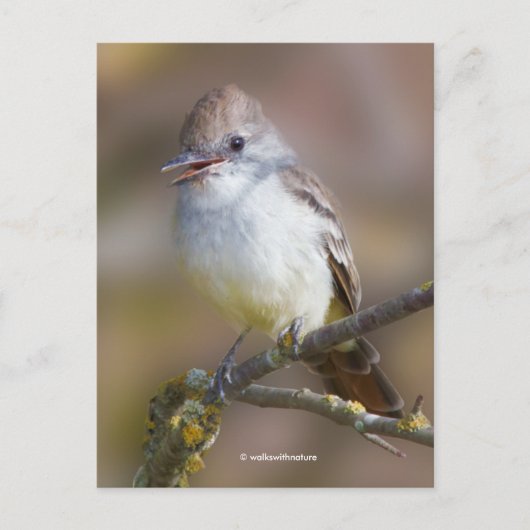 Het glimlachen van ash-Throated Flycatcher Songbir Briefkaart (Voorkant)