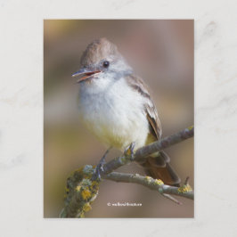 Het glimlachen van ash-Throated Flycatcher Songbir Briefkaart