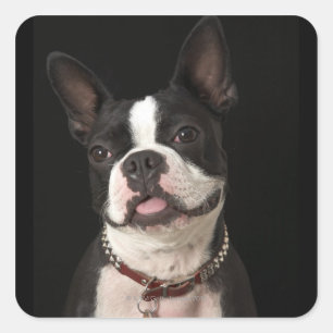 Het glimlachen van Boston terrer met een halsband Vierkante Sticker