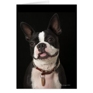 Het glimlachen van Boston Terrier