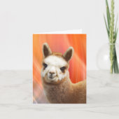 Het Glimlachen van de alpaca de Kaarten van de (Voorkant)