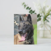 Het glimlachen van de Belgische Malinois Dog Briefkaart (Staand voorkant)
