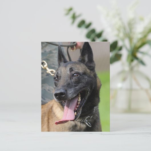 Het glimlachen van de Belgische Malinois Dog Briefkaart (Staand voorkant)
