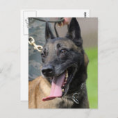 Het glimlachen van de Belgische Malinois Dog Briefkaart (Voorkant / Achterkant)