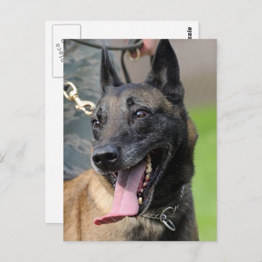 Het glimlachen van de Belgische Malinois Dog Briefkaart (Voorkant / Achterkant)