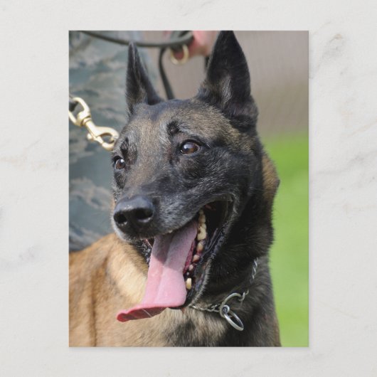 Het glimlachen van de Belgische Malinois Dog Briefkaart (Voorkant)