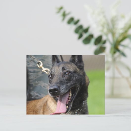 Het glimlachen van de Belgische Malinois Dog Briefkaart (Staand voorkant)