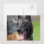 Het glimlachen van de Belgische Malinois Dog Briefkaart (Voorkant / Achterkant)