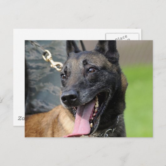Het glimlachen van de Belgische Malinois Dog Briefkaart (Voorkant / Achterkant)