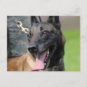 Het glimlachen van de Belgische Malinois Dog Briefkaart