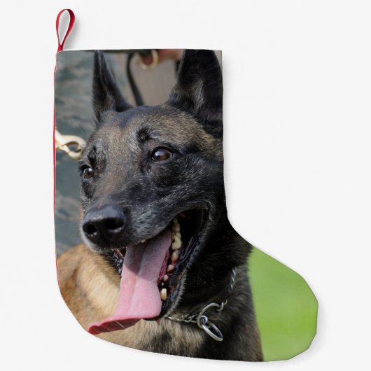Het glimlachen van de Belgische Malinois Dog Kleine Kerstsok (Voorkant)