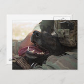 Het glimlachen van de Duitse militaire hond Shephe Briefkaart (Voorkant / Achterkant)