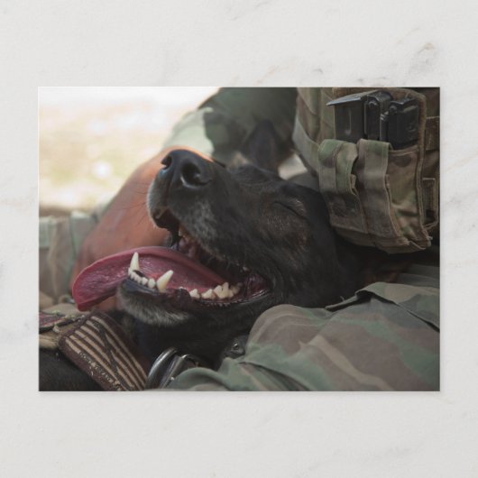 Het glimlachen van de Duitse militaire hond Shephe Briefkaart (Voorkant)