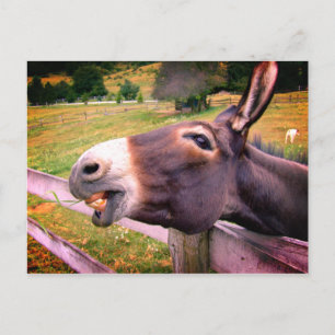 Het glimlachen van Donkey in een weide Briefkaart