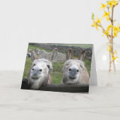 Het glimlachen van Donkeys! Kaart (Gele Bloem)