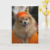 Het glimlachen van Foxy Puppy Pomeranian in Kaart (Gele Bloem)