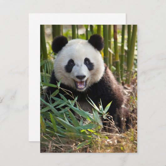 Het glimlachen van het portret van Panda Briefkaart (Voorkant / Achterkant)