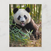 Het glimlachen van het portret van Panda Briefkaart (Voorkant)