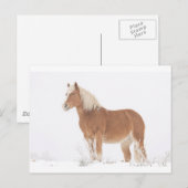 Het glimlachen van Paard Palomino in de Sneeuw Briefkaart (Voorkant / Achterkant)