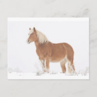 Het glimlachen van Paard Palomino in de Sneeuw