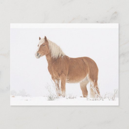 Het glimlachen van Paard Palomino in de Sneeuw Briefkaart (Voorkant)