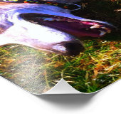 Het glimlachen van windhond in de zon foto afdruk (Hoek)