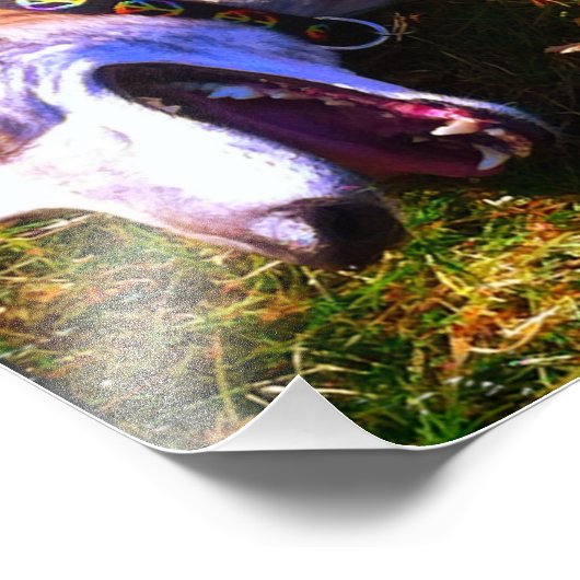 Het glimlachen van windhond in de zon foto afdruk (Hoek)