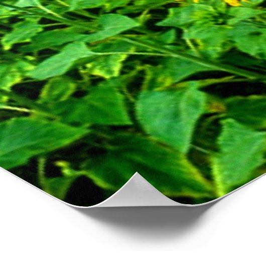 Het glimlachen van zonnebloemen door TDGallery Poster (Hoek)