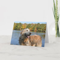 Het golden retriever dankt u bij de Kaart van het