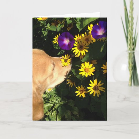 Het golden retriever vergt tijd om de bloemen te bedankkaart (Voorkant)