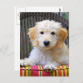 Het gouden Puppy van de Krabbel Briefkaart (Voorkant / Achterkant)