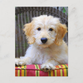 Het gouden Puppy van de Krabbel Briefkaart