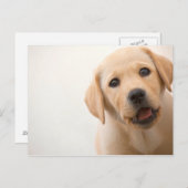 Het gouden Puppy van Labrador Briefkaart (Voorkant / Achterkant)