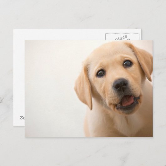 Het gouden Puppy van Labrador Briefkaart (Voorkant / Achterkant)