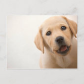 Het gouden Puppy van Labrador Briefkaart (Voorkant)