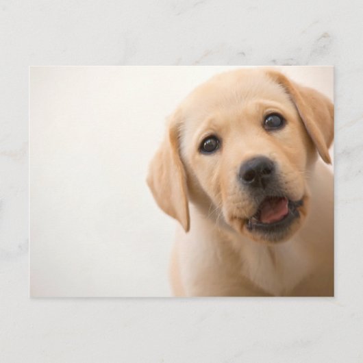 Het gouden Puppy van Labrador Briefkaart (Voorkant)
